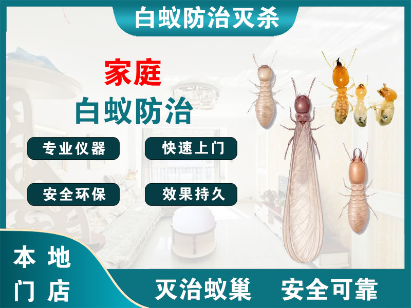 如皋市家庭白蚁防治